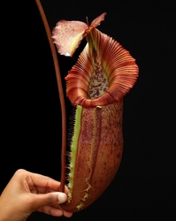 Nepenthes singalana x (burbidgeae x edwardsiana)  | 6 - 8 cm