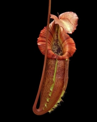Nepenthes singalana x (burbidgeae x edwardsiana)  | 6 - 8 cm