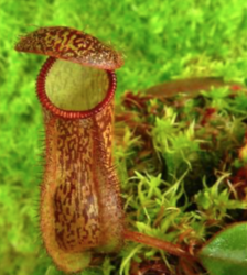 Nepenthes hamata x klosii  | 6 - 8 cm