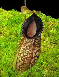 Nepenthes (aristolochioides x spectabilis) x hamata Lumut | 6 - 10 cm