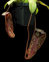 Nepenthes (aristolochioides x spectabilis) x klossii | 6 - 10 cm