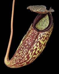 Nepenthes (aristolochioides x spectabilis) x klossii | 6 - 10 cm