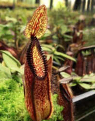 Nepenthes hamata 'Lumut'  | > 15 cm - kopie