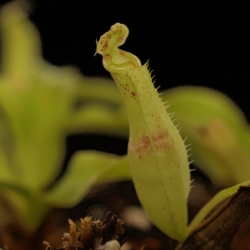 Nepenthes mirabilis var. echinostoma | Purple | 8 - 12 cm