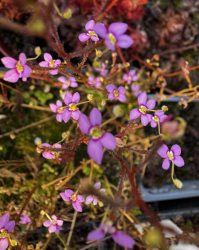 Stylidium debile | adult