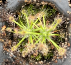 Drosera lasiantha | 1 - 3 plants