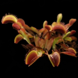 Dionaea muscipula | venus fly trap | Akai Ryu F05 | carnivorous plants seeds | 10 seeds