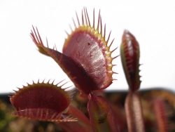 Dionaea muscipula | venus fly trap | Claytons Volcanic Red | carnivorous plants seeds | 10 seeds