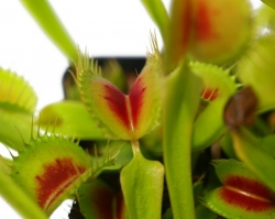 Dionaea muscipula | venus fly trap | H15 | carnivorous plants seeds | 10 seeds