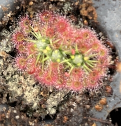 Drosera nitidula ssp. nitidula x occidentalis  | 2 - 3 plants
