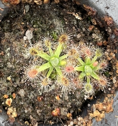 Drosera pulchella | orange flw Mt.Cooke, W.A. | 2 - 4 plants