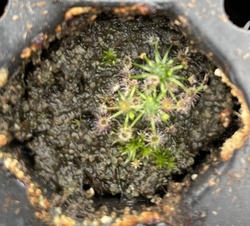 Drosera pygmaea | East Australia | 2 - 4 plants