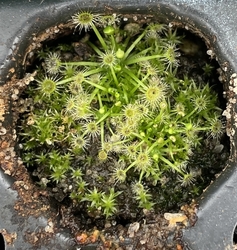 Drosera pygmaea | New Zealand | 2 - 4 plants