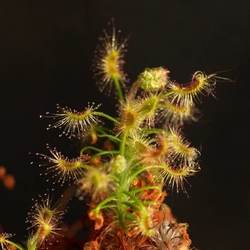 Drosera scorpioides | 2 - 4 plants