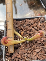 Heliamphora neblinae | Avispa Venezuela | plant  # 2 | juvenile pitchers 3 - 5 cm