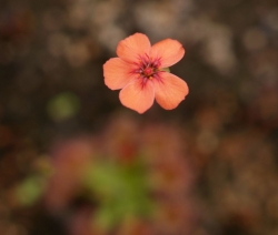 Drosera pulchella | orange with red veins  | Pygmy Sundew Gemmae | 5 pcs