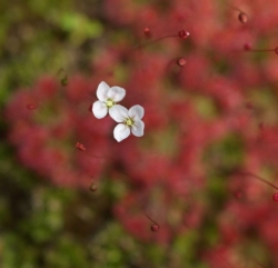 Drosera pygmaea | Mt. lofty South Australia | Pygmy Sundew Gemmae | 5 pcs