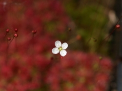 Drosera pygmaea | Mt. Lofty | 2 - 4 plants
