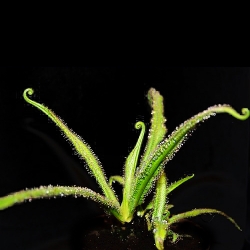 Drosera regia | 8 - 12 cm