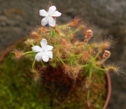 Drosera scorpioides | White flowers | Pygmy Sundew Gemmae | 5 pcs