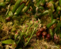 Darlingtonia californica | Cobra lilly | mature plants | 15 cm +