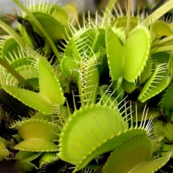 Dionaea muscipula | All Green | 3 - 5 cm