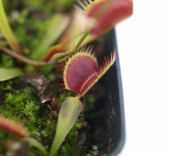 Dionaea muscipula | venus fly trap | 1979 | carnivorous plants seeds | 10s