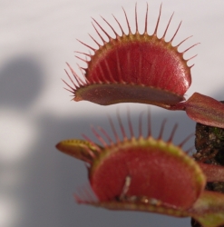 Dionaea muscipula | venus fly trap | F5 Akai Ryu | carnivorous plants seeds | 10s