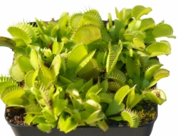 Dionaea muscipula | All green - Bart Blezzer | 3 - 4 cm