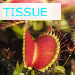 Sterile tissue culture flask | Hobby | Dionaea muscipula | B52