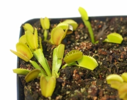 Dionaea muscipula | Belzebub | 3 - 4 cm