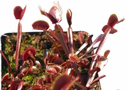 Dionaea muscipula | Claytons volcanic red | 3 - 4 cm