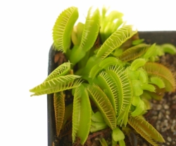 Dionaea muscipula | Cluster traps | 3 - 4 cm