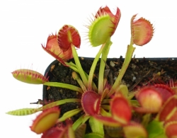 Dionaea muscipula | Cross Teeth | 3 - 5 cm