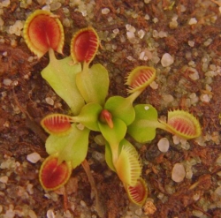 Dionaea muscipula | Cup Trap | 2 - 4 cm