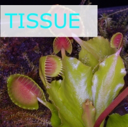 Sterile tissue culture flask | Hobby | Dionaea muscipula | Cupped Trap