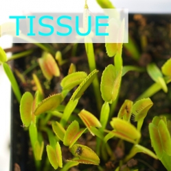 Sterile tissue culture flask | Hobby | Dionaea muscipula | Dentate
