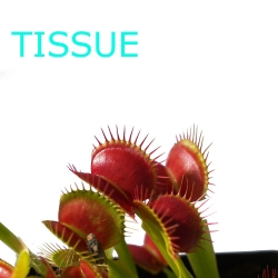 Sterile tissue culture flask | Hobby | Dionaea muscipula | Dingley giant