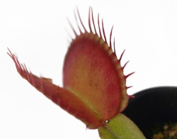 Dionaea muscipula | Fang | 3 - 4 cm