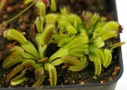 Dionaea muscipula | Haircomb | 3 - 5 cm