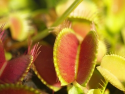 Dionaea muscipula | Hela Nr. 2 | 3 - 4 cm