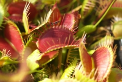 Dionaea muscipula | Holland x Trichterfalle | 3 - 4 cm