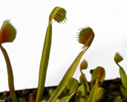 Dionaea muscipula | Kinchyaku | 3 - 5 cm