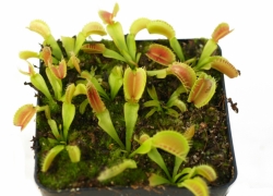 Dionaea muscipula | Korrigans | 2 - 4 cm