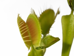 Dionaea muscipula | L05 | 3 - 4 cm