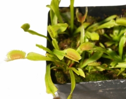 Dionaea muscipula | L05 | 3 - 4 cm