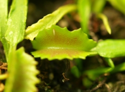 Dionaea muscipula | Mars | 2 - 4 cm