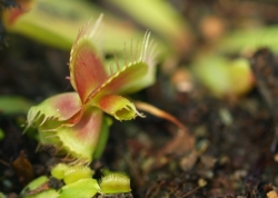 Dionaea muscipula | Mirror | 2 - 4 cm