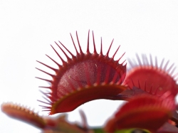 Dionaea muscipula | Red D | 3 - 4 cm