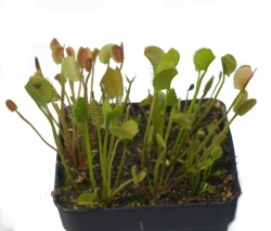 Dionaea muscipula | Spider | 3 - 5 cm